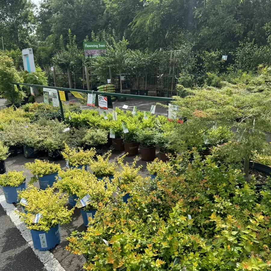 Outdoor nursery display with various flowering trees and potted green shrubs on a sunny day