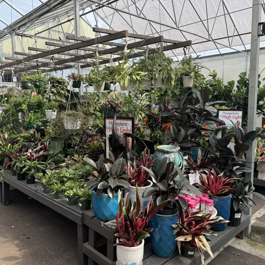 Indoor greenhouse display with a variety of colorful potted houseplants and hanging baskets under natural light