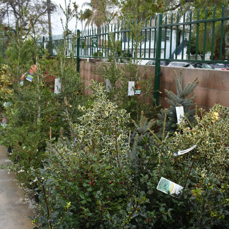 Various potted plants with tags display a variety of green and variegated foliage in an outdoor garden center.