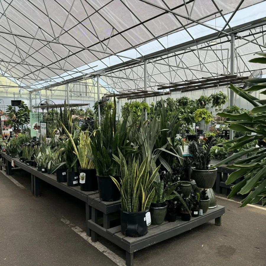 Interior of greenhouse nursery with various potted green plants displayed on tables under glass roof.