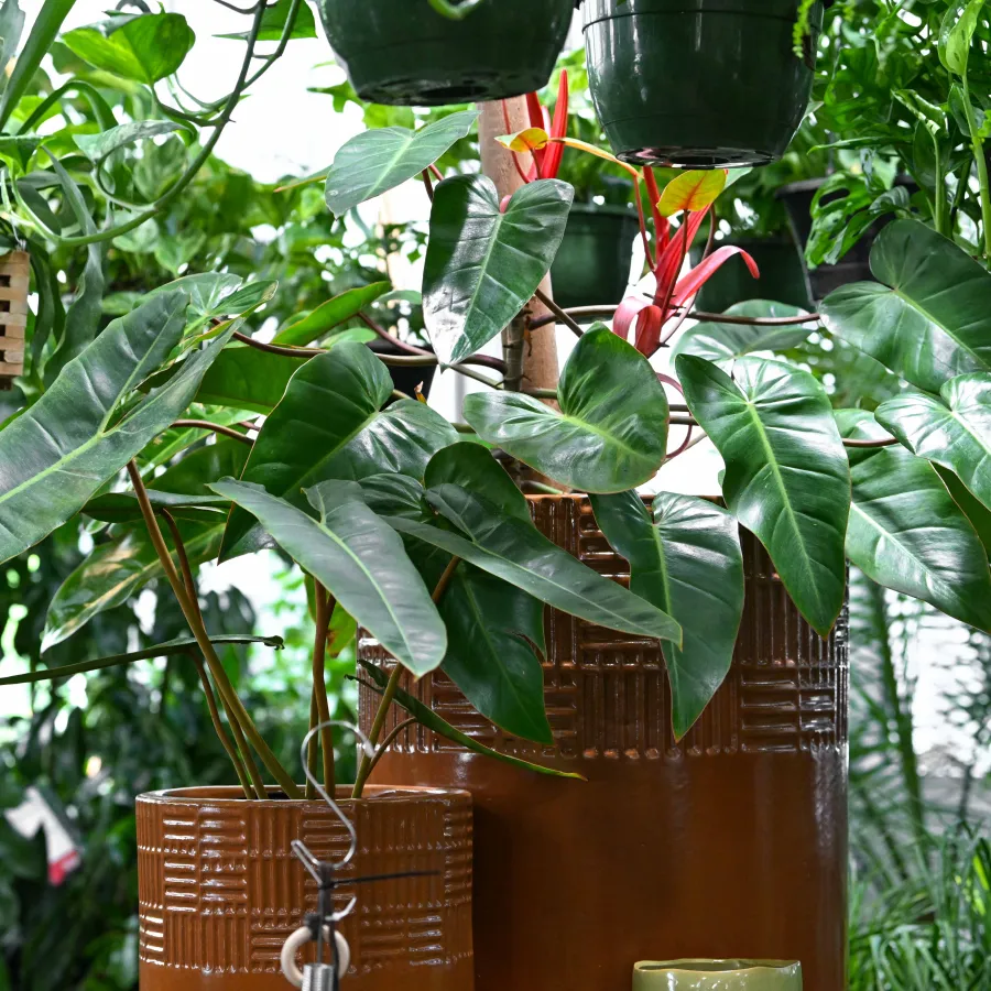 Large green leafy plants in brown ceramic pots with hanging planters in a bright indoor garden setting
