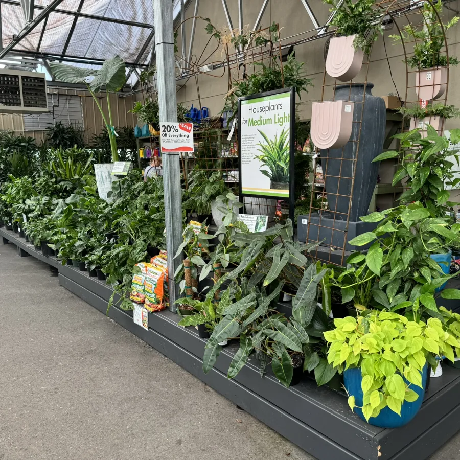Indoor garden center section displaying various houseplants suited for medium light conditions with sale signs.