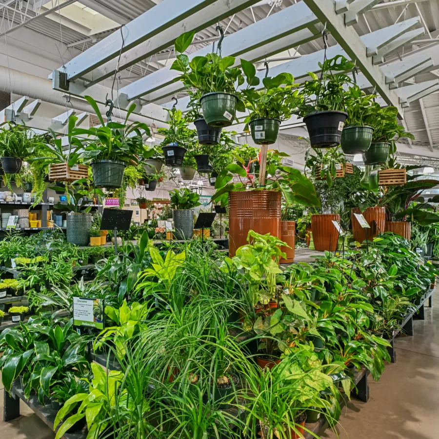 Indoor garden center with a large variety of leafy green plants displayed on tables and hanging pots under bright lighting.