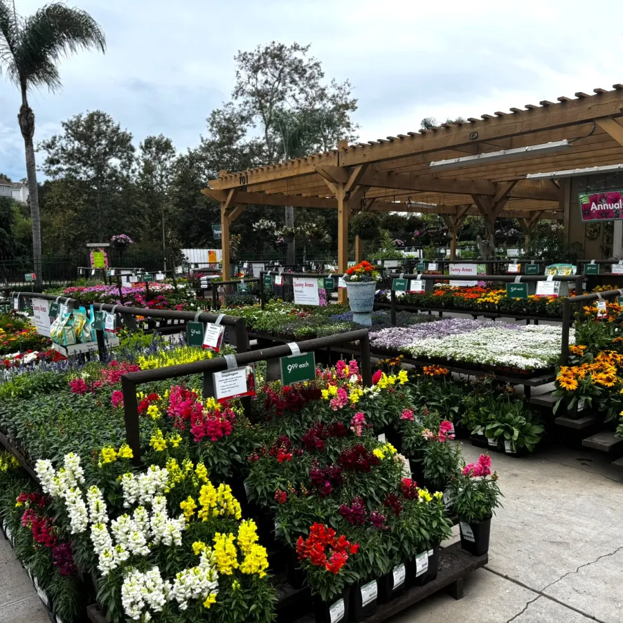 Outdoor nursery display with colorful flowering plants under wooden pergola on a cloudy day.