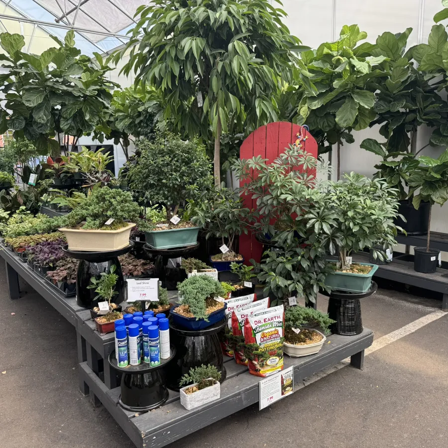 Indoor garden display with bonsai trees, plants, and gardening supplies on black tables inside greenhouse.