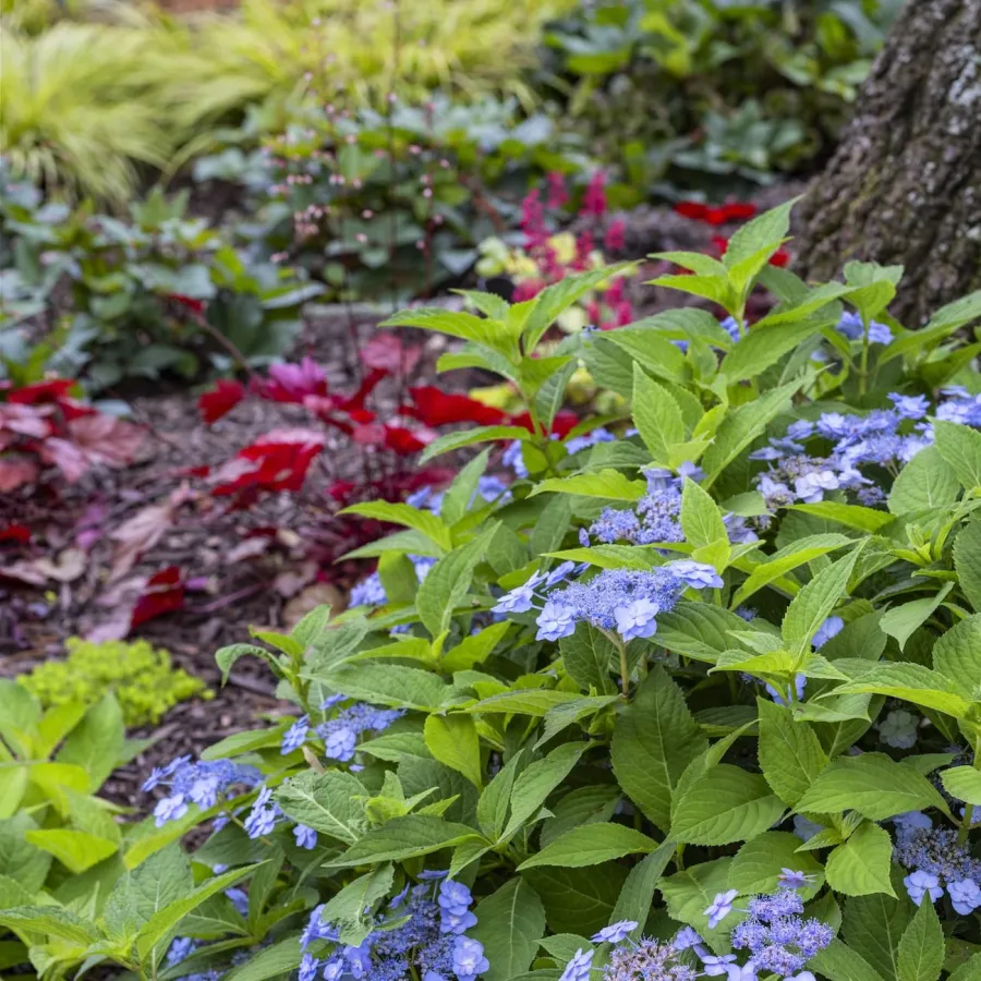 Vibrant garden bed with green-leaved shrubs and clusters of light blue flowers under a tree trunk.