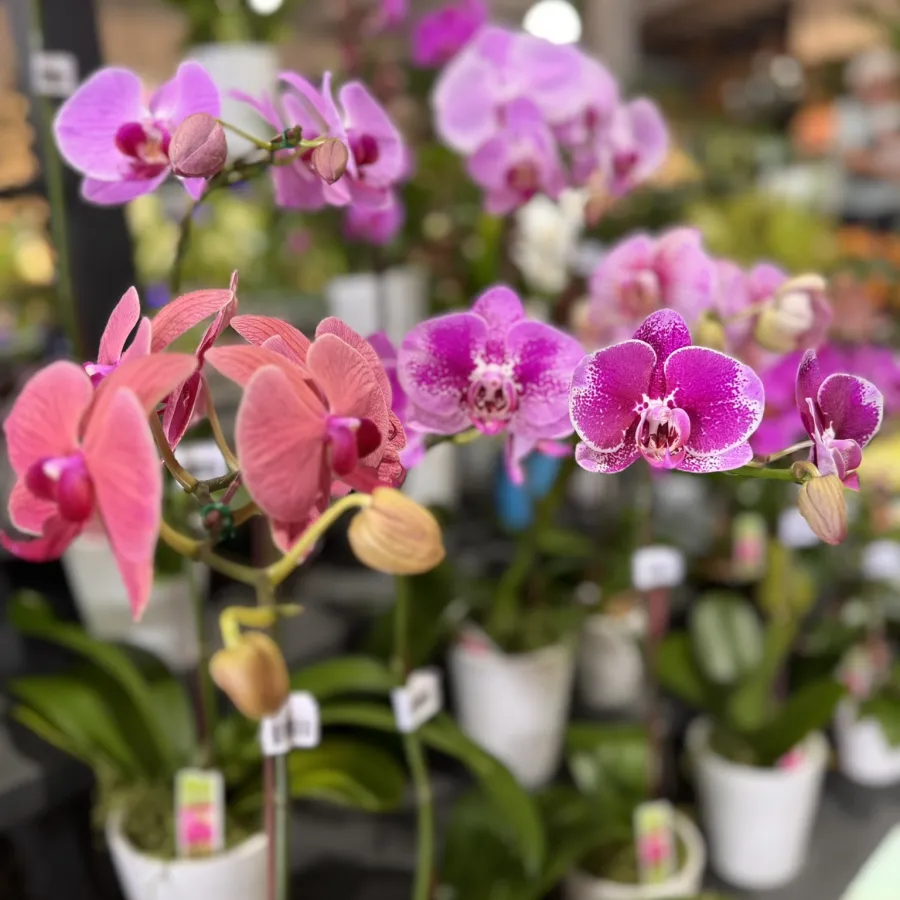Close-up of vibrant pink and purple orchids in white pots displayed in a greenhouse or garden store.