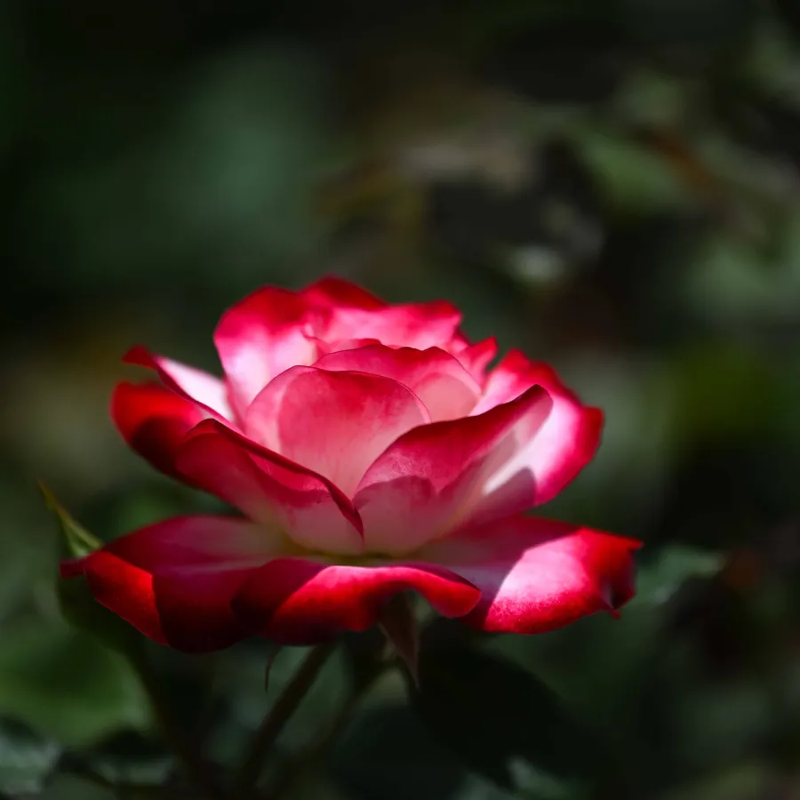 Close-up of a pink and white rose blooming against a dark blurred green background in natural light