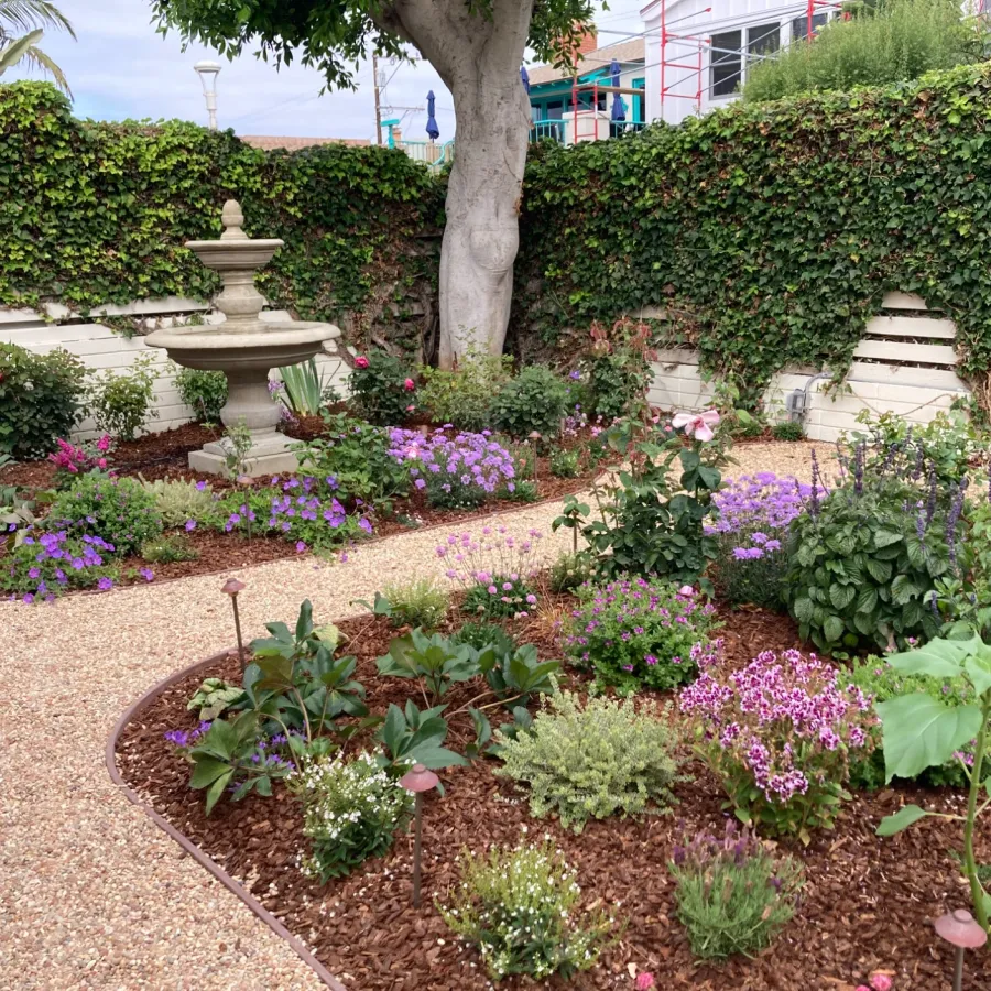 Colorful flower garden with purple blooms, mulch beds, a stone fountain, and a tree against a green ivy-covered wall.