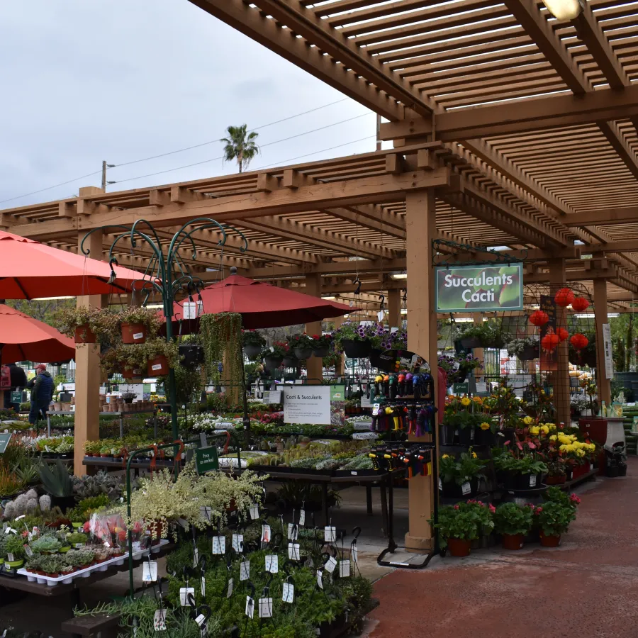 Outdoor plant nursery with wooden pergola, red umbrellas, and various succulents and flowers on display.