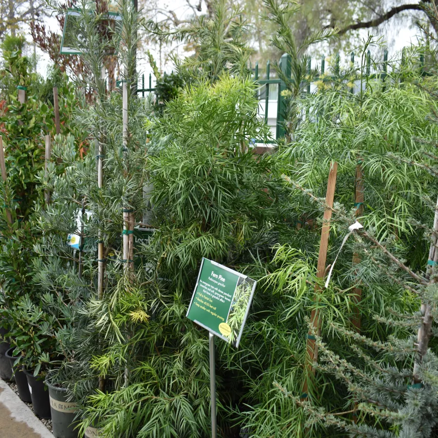 Various green potted trees and plants lined up outdoors at a garden center with informational tags.