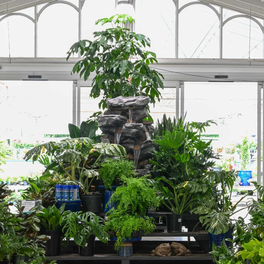 Indoor garden display with diverse green plants and central rocky water feature in a bright greenhouse.
