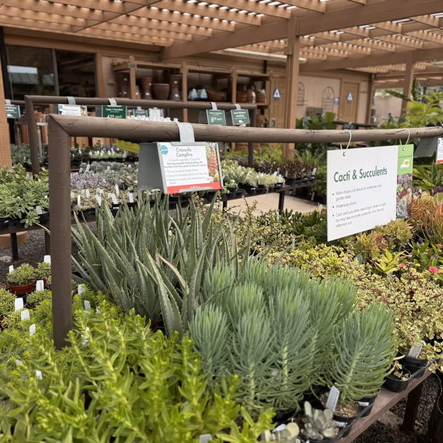 Various cacti and succulents displayed on tables under a pergola at a plant nursery