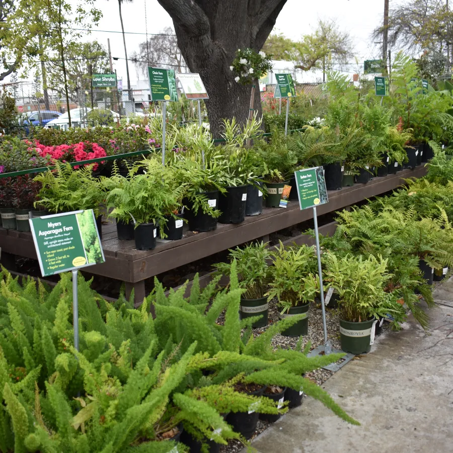 Outdoor nursery display of various potted ferns and plants on benches with informative signs under large tree.