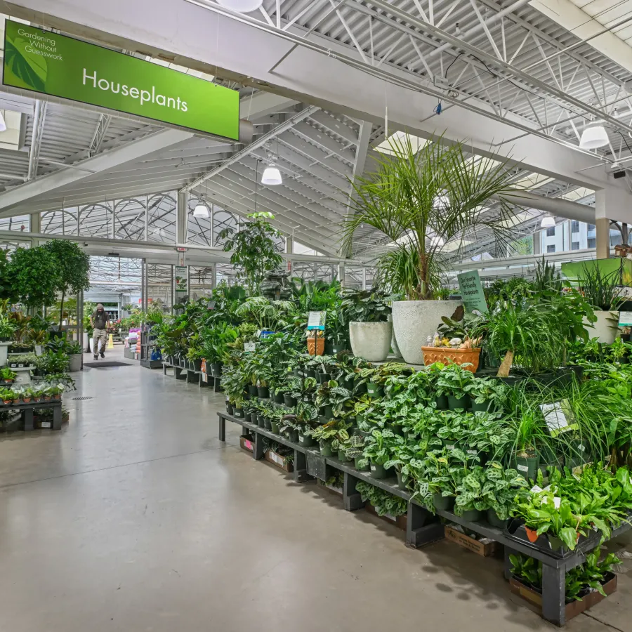 Indoor garden center section with diverse houseplants displayed on tables under bright lighting