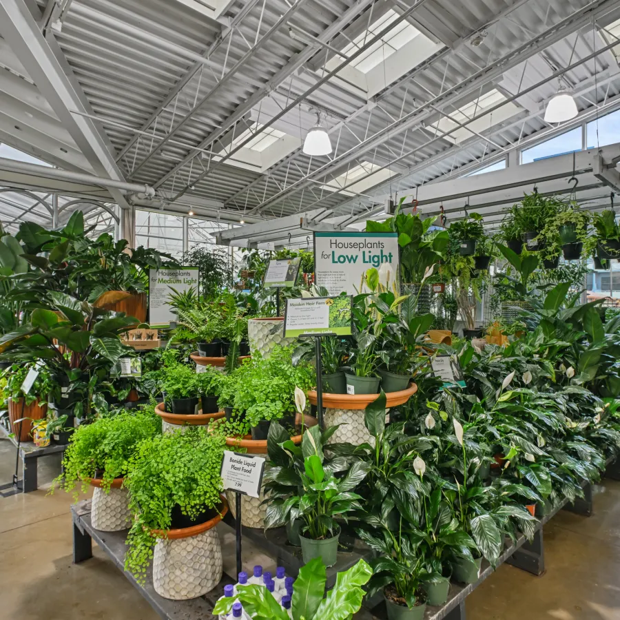 Indoor plant section in a greenhouse with various houseplants displayed for low and medium light conditions.
