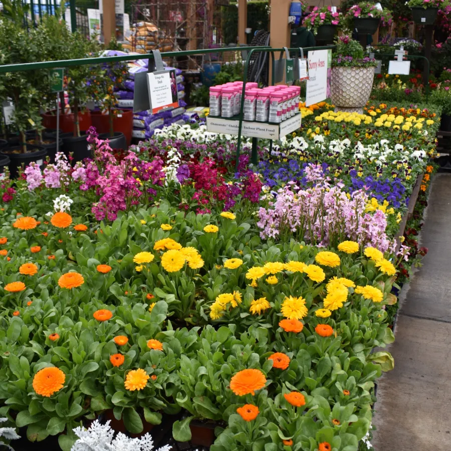 Colorful assortment of flowers including orange, yellow, pink, and white blooms displayed in a garden center aisle.