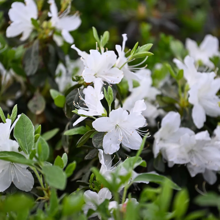 Close-up of white azalea flowers blooming amidst green leaves in a garden setting under natural light