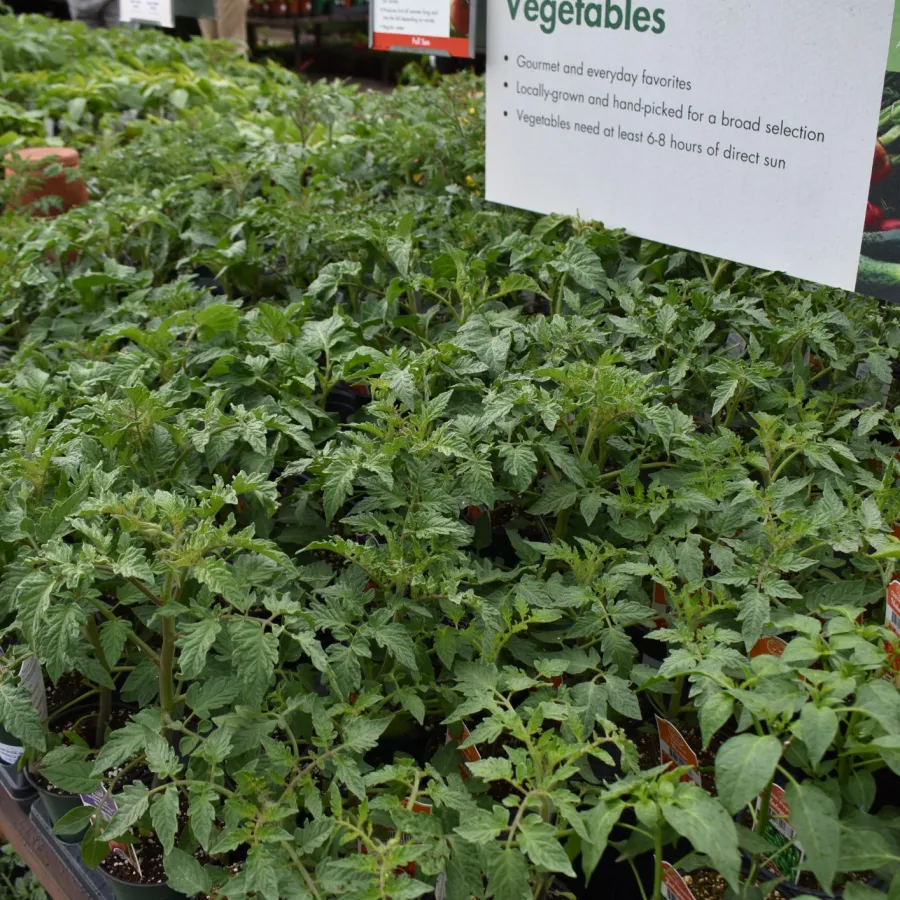 Rows of healthy green vegetable seedlings in pots displayed with informational signs at a garden center.