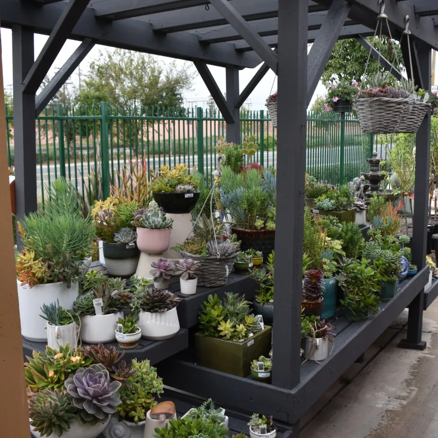 Outdoor display of diverse potted succulents and plants arranged on black wooden shelves under a pergola.