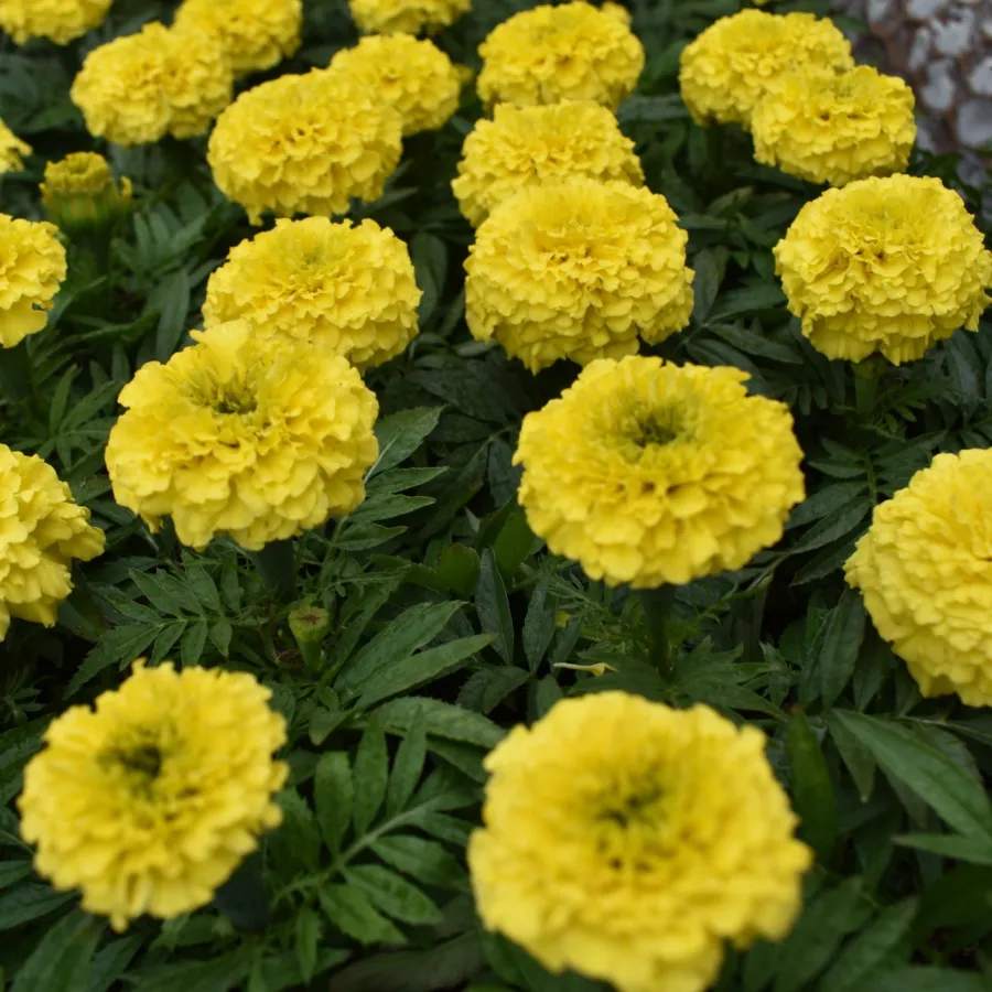 Bright yellow marigold flowers densely planted with green foliage in a garden bed beside a stone pathway.