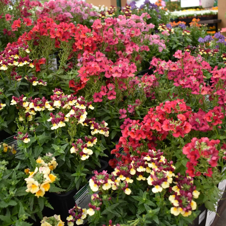 Rows of vibrant snapdragon flowers in yellow, red, pink, and purple colors displayed in pots at an outdoor garden center.