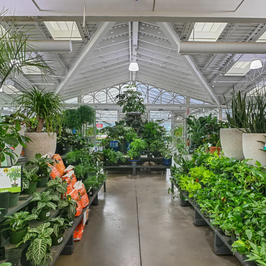 Bright greenhouse aisle filled with potted green houseplants and gardening supplies on shelves under a glass roof.