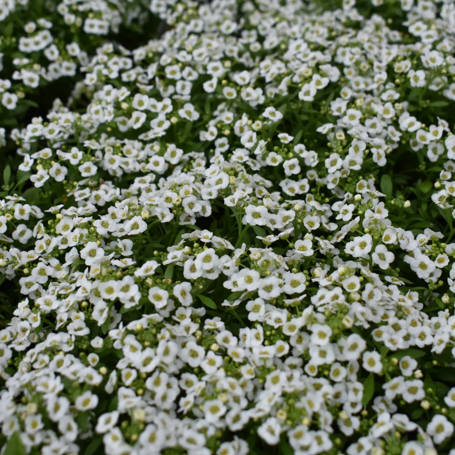 Dense cluster of small white flowers with green leaves covering the ground in a garden bed.