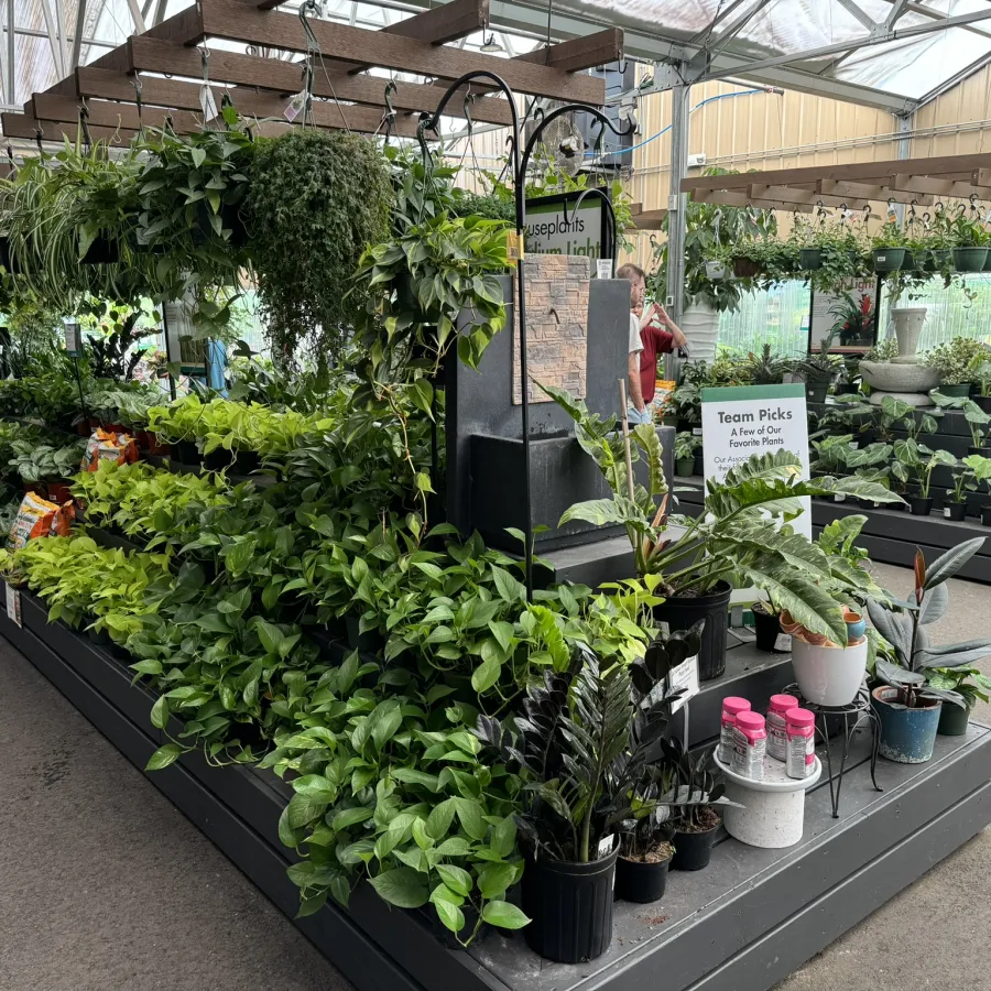 Lush indoor garden center display with various green houseplants arranged on shelves under glass roof