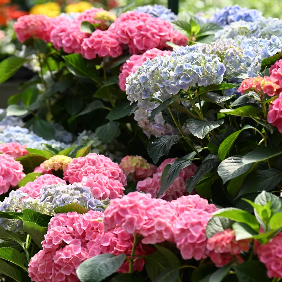 Clusters of vibrant pink and blue hydrangea flowers with lush green leaves in a garden setting.