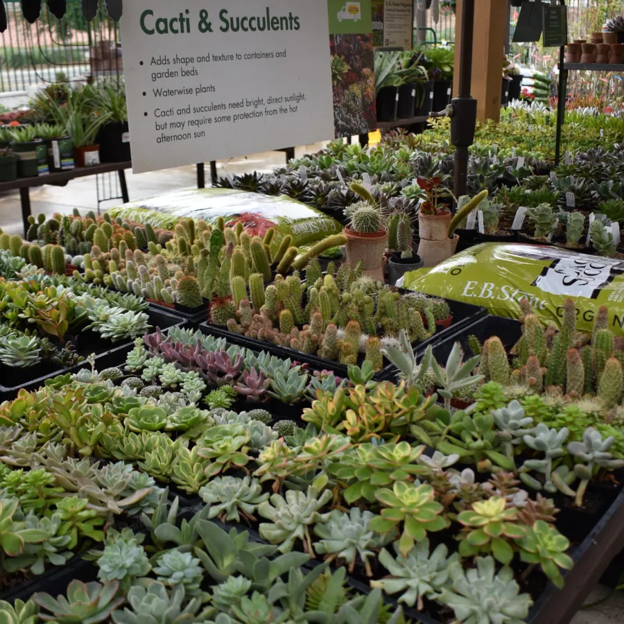 Rows of various cacti and succulents displayed in pots at an outdoor market stall under a canopy.
