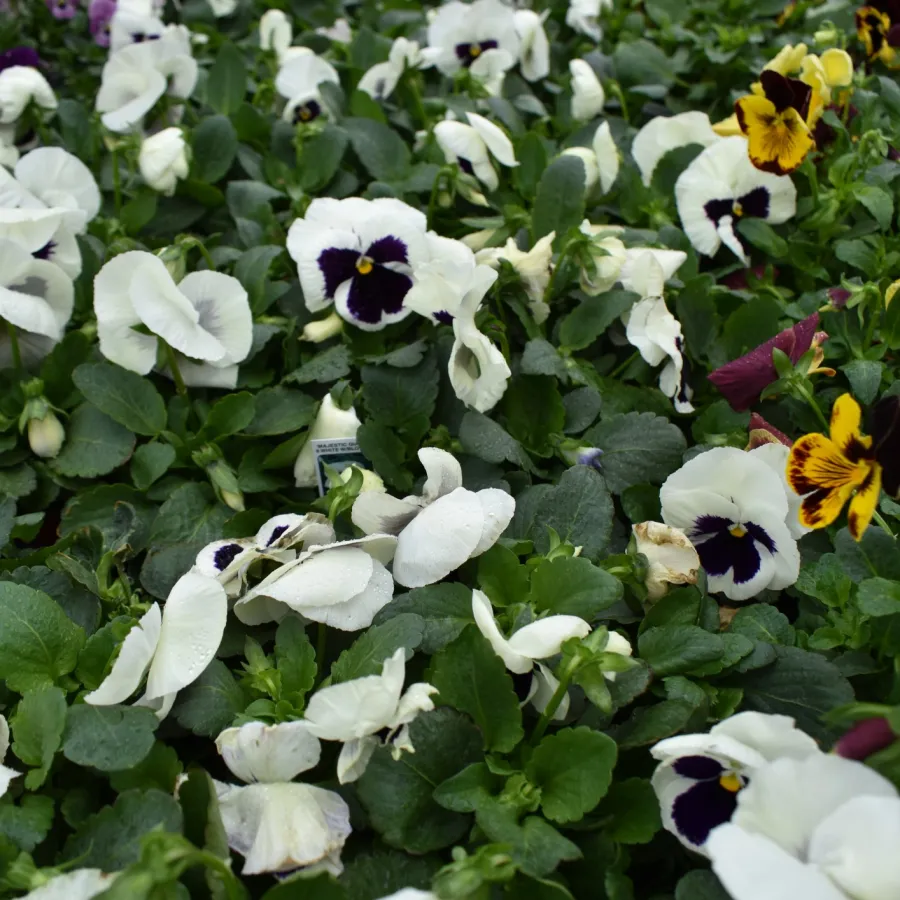 Close-up of white, purple, and yellow pansy flowers densely growing with green leaves in a garden bed.