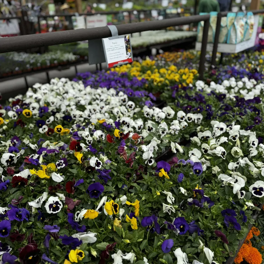 Colorful pansies in white, purple, yellow, and red bloom in a garden center display table under a shaded structure.