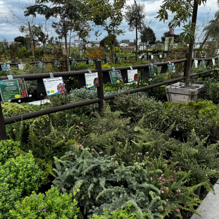 Outdoor garden center with various potted shrubs and plants labeled along a wooden fence under a cloudy sky.