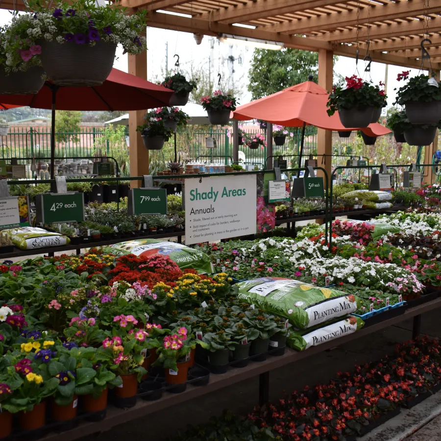 Garden center with colorful annual flowers, hanging baskets, red umbrellas, and bags of planting mix on display.