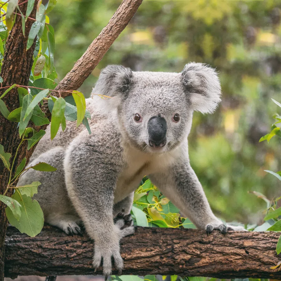 Koala perched on a tree branch surrounded by green eucalyptus leaves in a natural forest setting