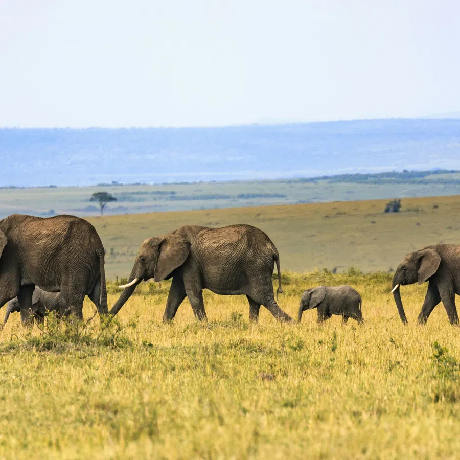 Herd of elephants walking across the African savannah with a vast landscape in the background.