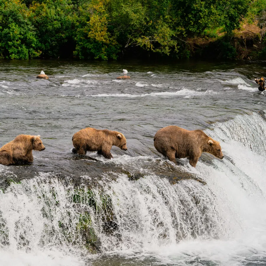 Three brown bears standing on a waterfall edge surrounded by flowing water and lush green trees