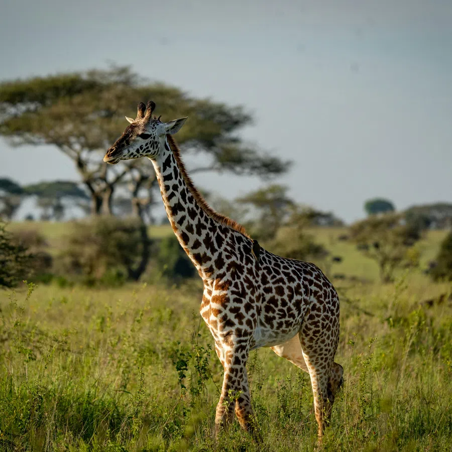 Young giraffe standing in tall grass with scattered acacia trees under a clear sky in the savanna.
