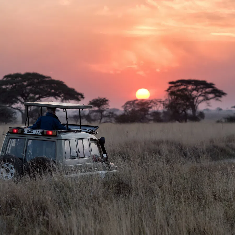 Safari jeep driving through tall grasslands at sunset with acacia trees silhouetted in the background