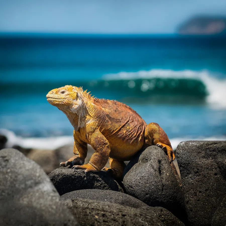 Yellow land iguana perched on volcanic rocks with ocean waves and blue sky in the background.