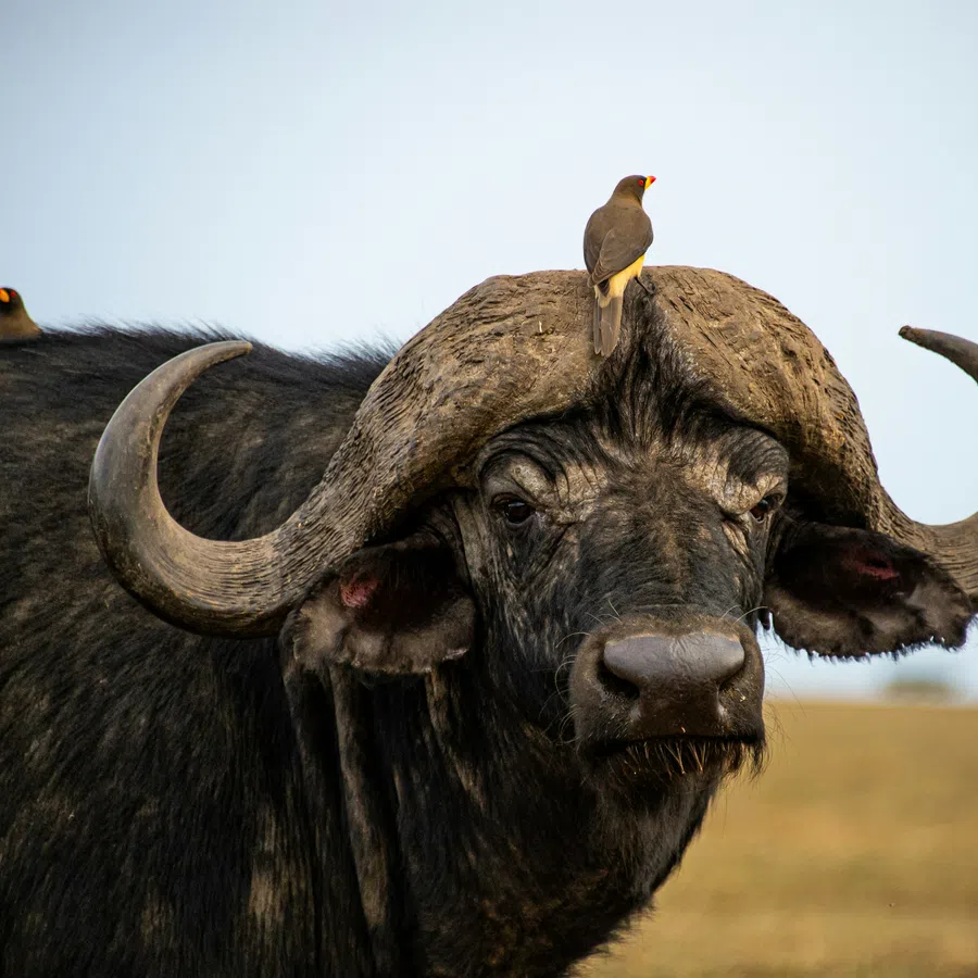 African buffalo with large curved horns and two red-billed oxpeckers perched on its head and back.