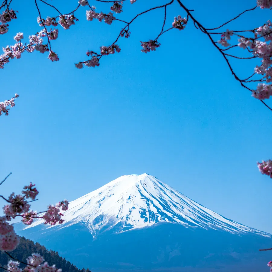 Snow-capped Mount Fuji framed by blooming pink cherry blossom branches under a clear blue sky.
