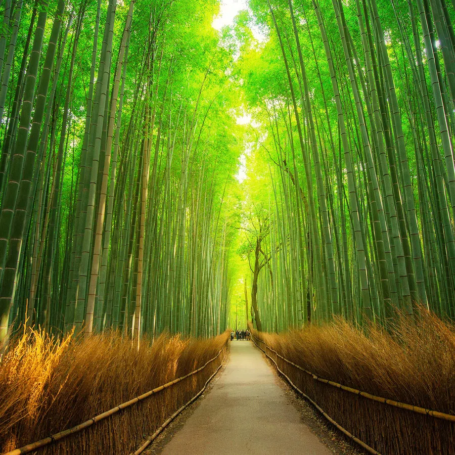 Scenic pathway through a dense green bamboo forest with sunlight filtering through tall stalks.