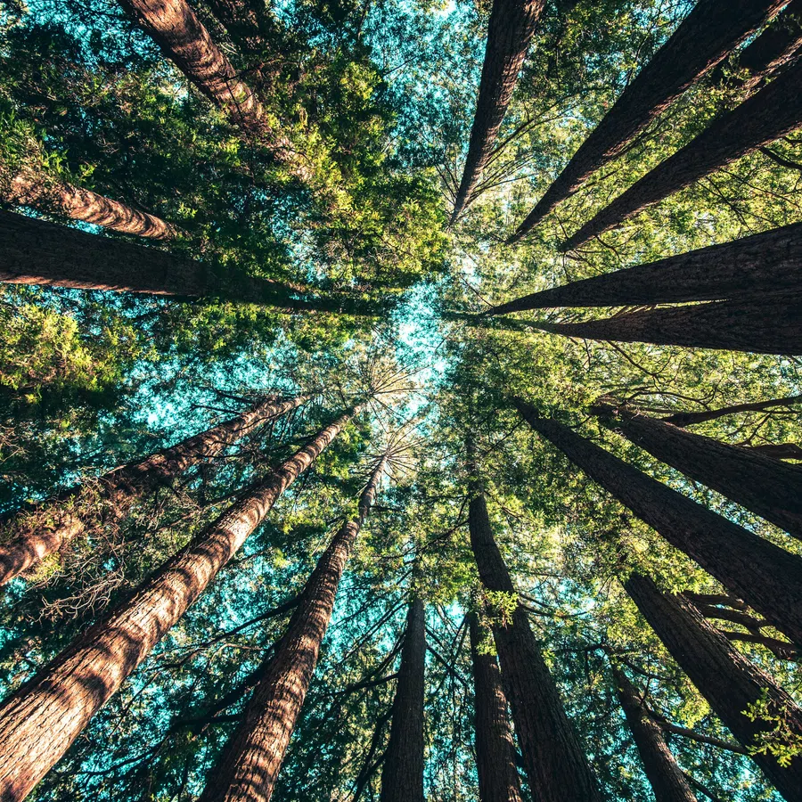 Tall trees with green foliage viewed from below under a bright blue sky in a dense forest.