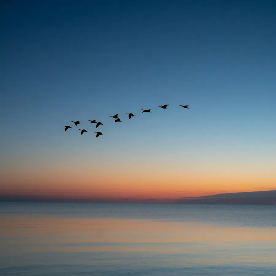 Flock of birds flying over calm ocean water at sunset with a colorful sky gradient.