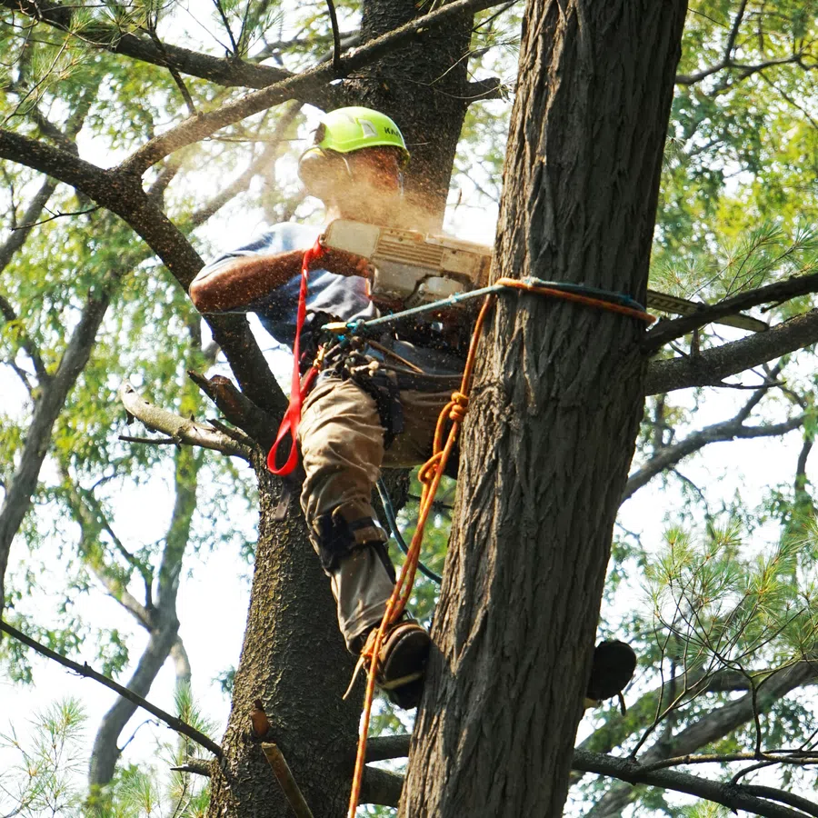 Arborist wearing safety gear climbing tree and cutting branches with chainsaw in forest.