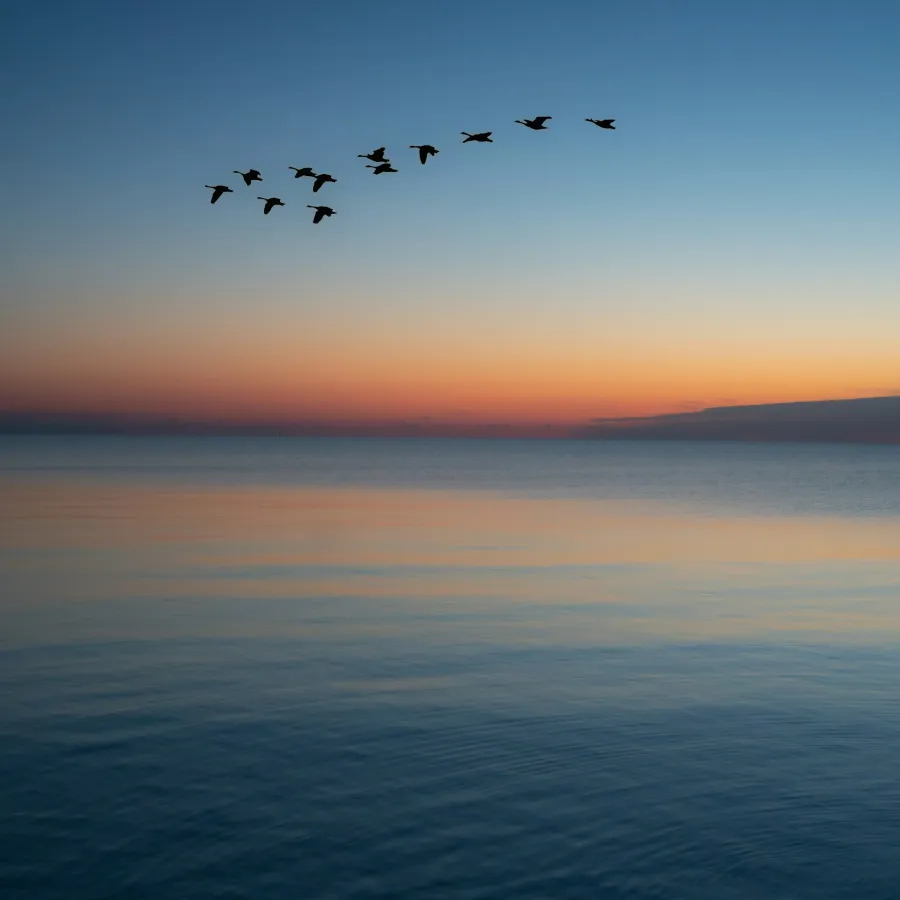 Silhouettes of birds flying over calm sea at sunset with a gradient sky from orange to deep blue.