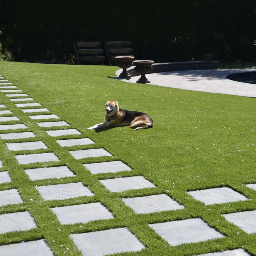 a dog lying on the grass