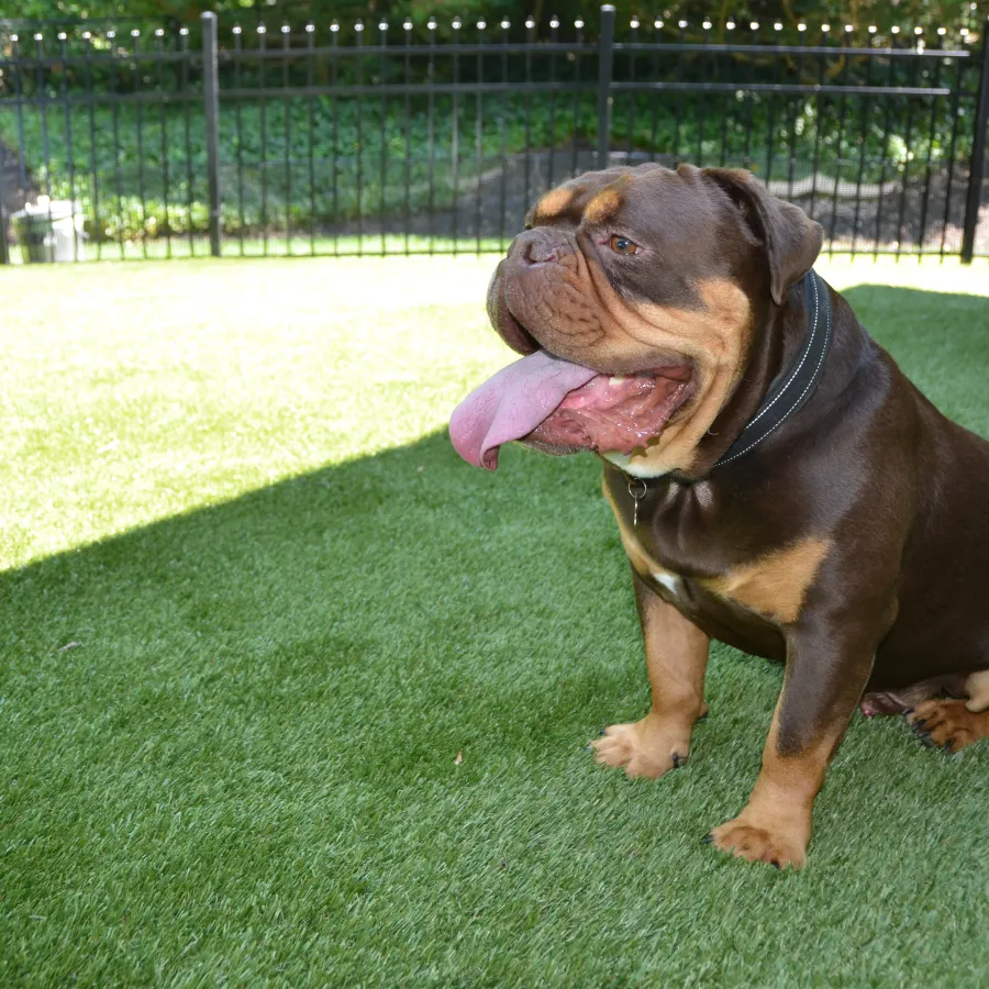 a dog sitting on grass